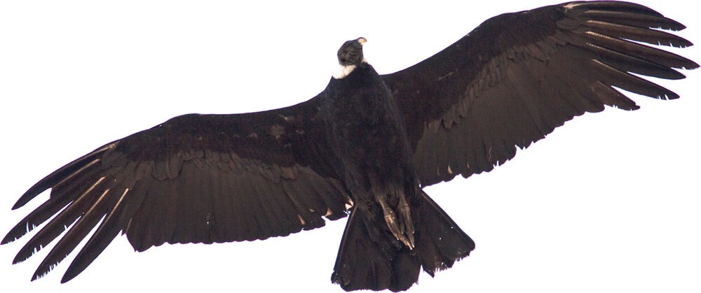Andean condor | Photo: Jonathan & Roseann Hanson