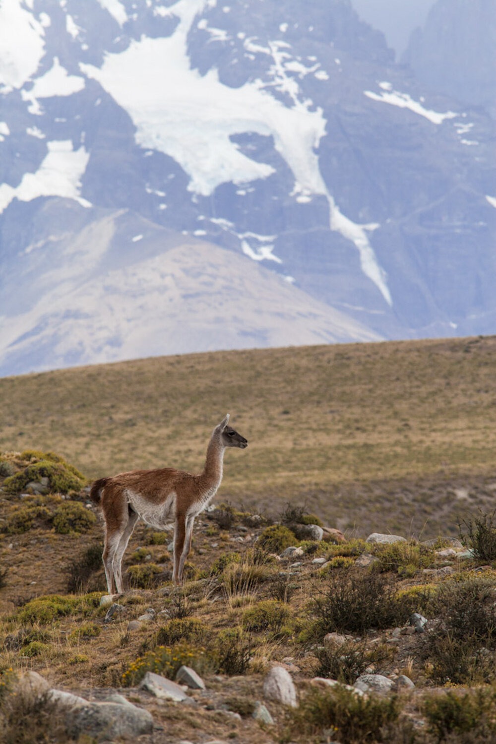 Guanaco, in Torres del Paine. | Photo: Jonathan & Roseann Hanson