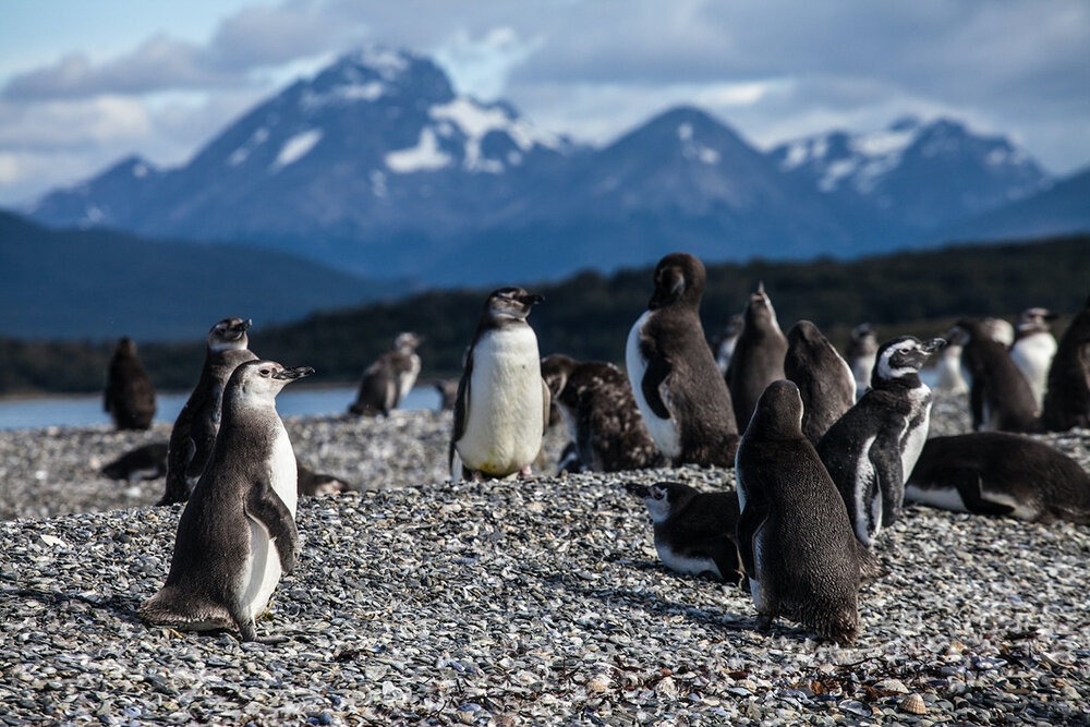 Magellanic penguin rookery at Islas Tierra del Fuego near Estancia Harberton, Ushuaia. The island is just off Argentina’s Beagle Channel, with Antarctica looming over the horizon. | Photo: Jonathan & Roseann Hanson
