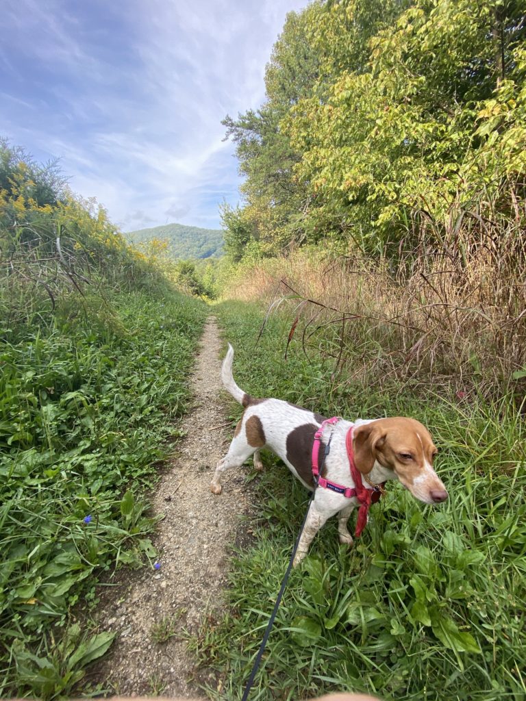 Dog sniffing a plant on a hike