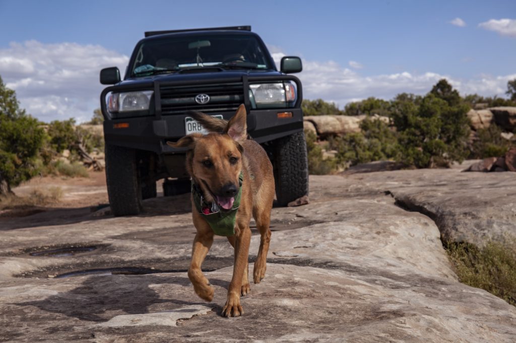 Dog on a run during a camping trip