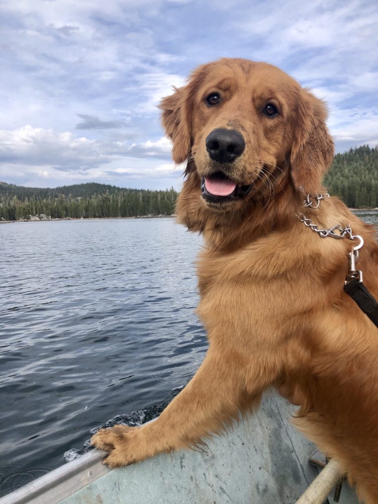 A dog has his paws on the lip of a small boat