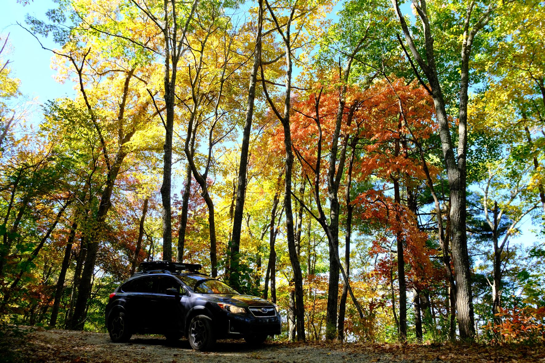 Fall foliage catching the sunlight.